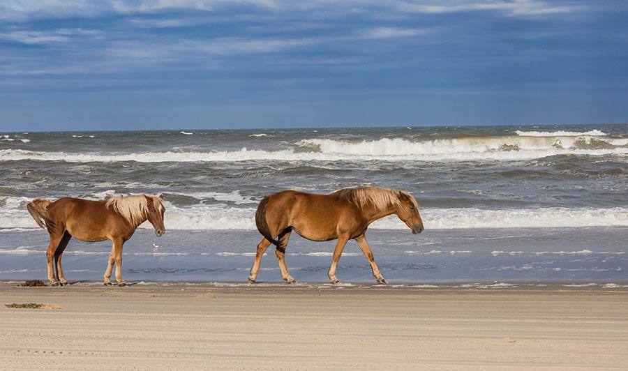 Wildpferde an den Stränden der Outer Banks