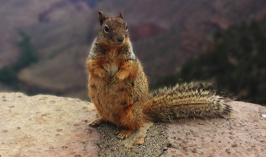 Eichhörnchen am Grand Canyon