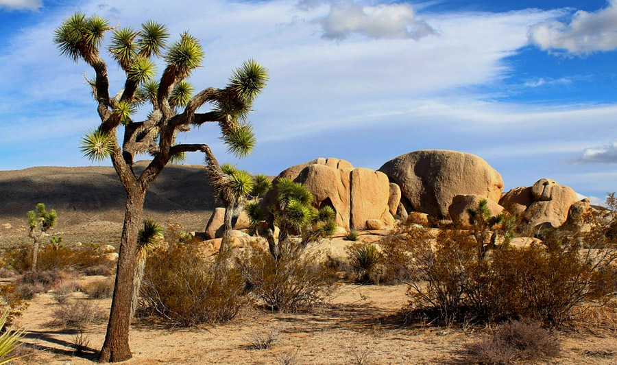 Joshua Tree Nationalpark | 