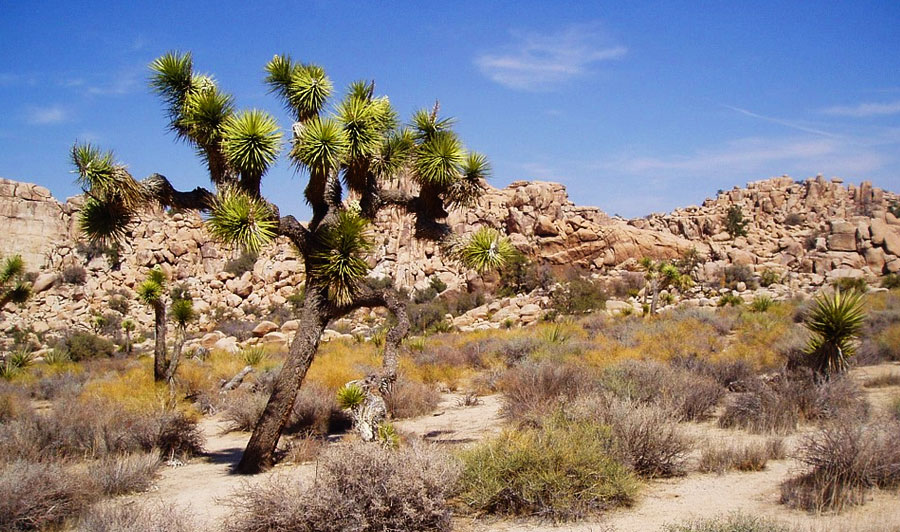 Joshua Tree National Park & Lake Havasu  | 