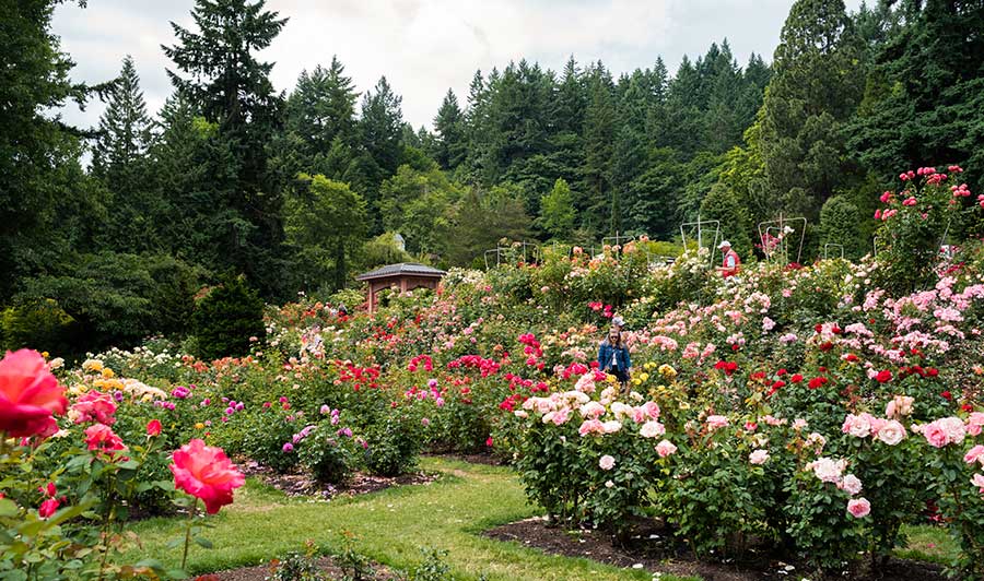 Über 7000 Rosen im International Rose Test Garden