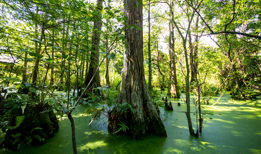 Busch Wildlife Sanctuary