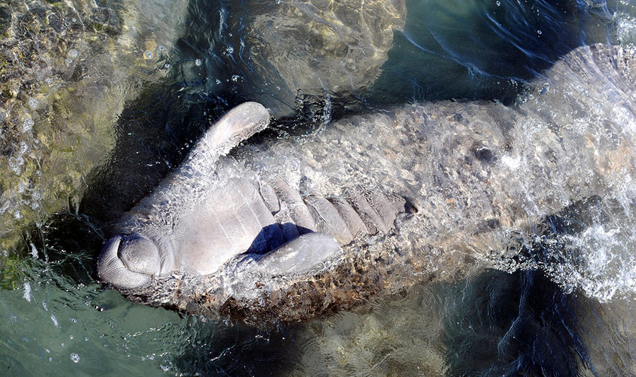 Kostenfrei: Manatee Lagoon