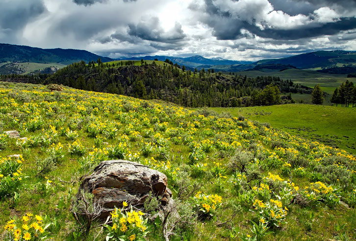 blühende Bergauen in Wyoming