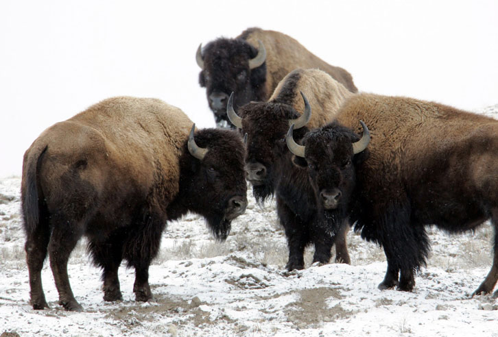 Bison-Herde im Winter in Wyoming