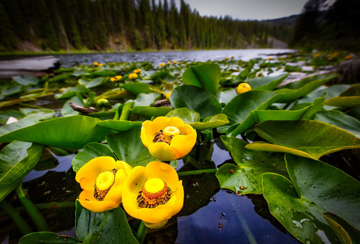 gelbe Seerosen in Wyoming