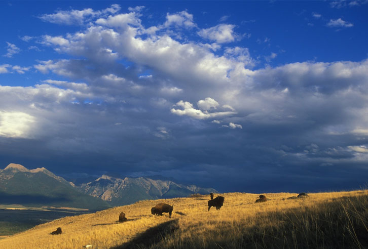 National Bison Range in Montana