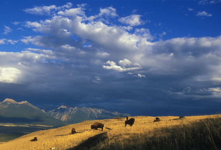 Im Reich der Büffel & Cowboys inkl. Yellowstone