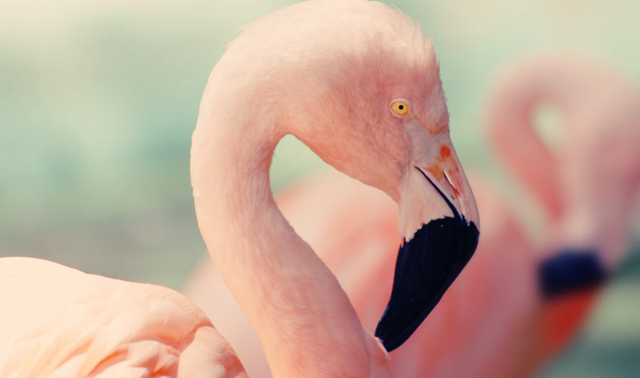 Flamingos in den Jungle Gardens