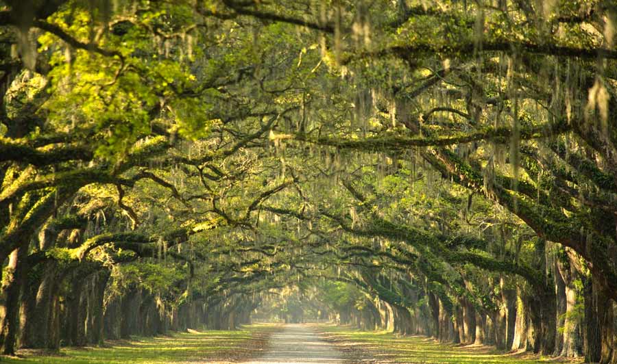 Südstaaten-Idylle nahe Savannah: markante Eichenallee der einstigen Wormsloe Plantation