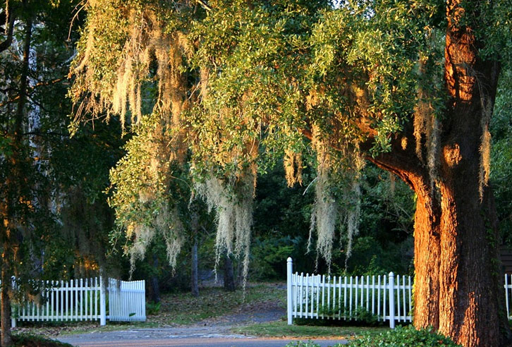 Spanish Moss