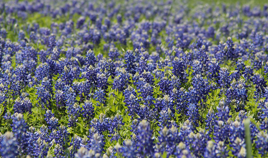 Wiesenlupinen in Texas