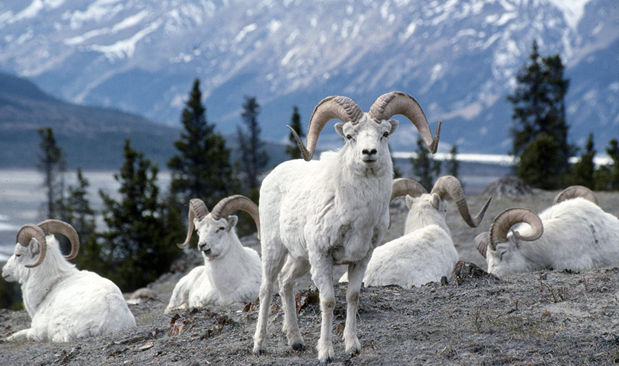 Auf dem Alaska Highway nach Beaver Creek | Schneeschafe im Kluane Nationalpark, Yukon