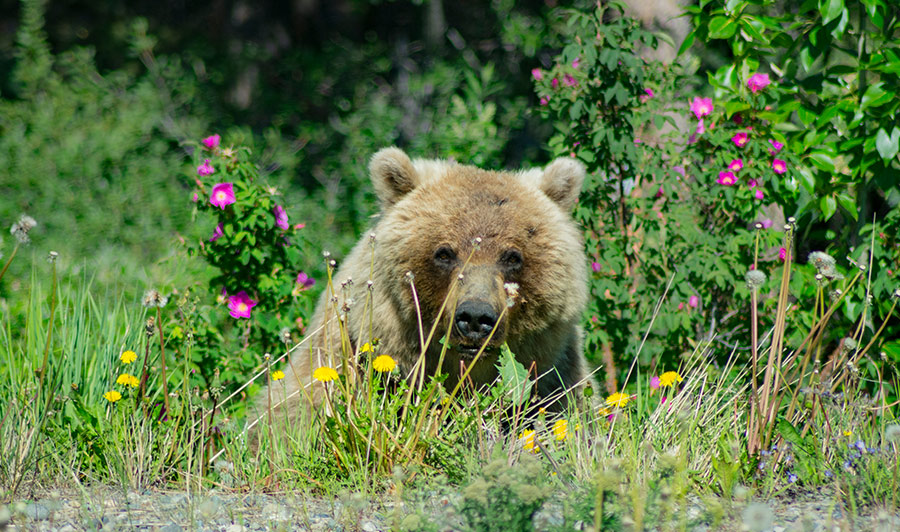 Mit der Fähre und auf der Haines Road nach Haines Junction | Grizzly-Bären im Yukon