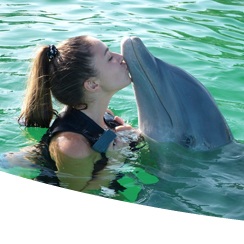 Mit Delfinen und Seelöwen auf Tuchfühlung