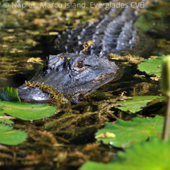 Everglades