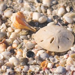 Muscheln sammeln