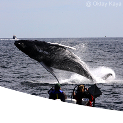 Whale Watching & Meer