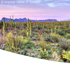 Saguaro Nationalpark