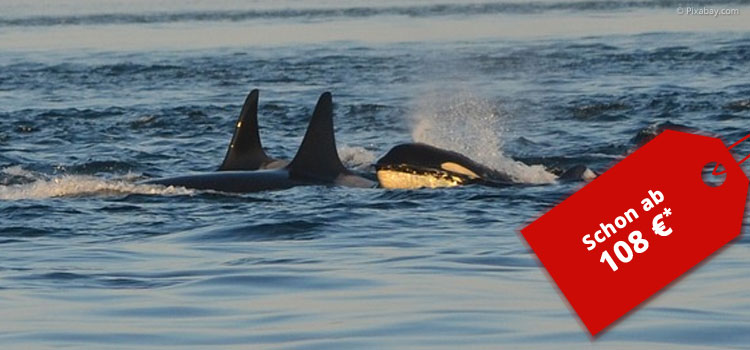 Orcas beobachten