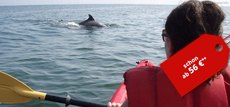Kayak Dolphin Tour