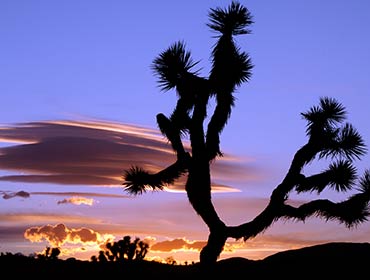 Joshua Tree National Park