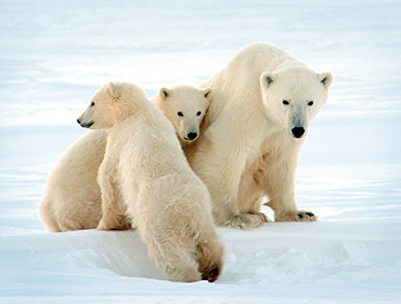 Erlebnis Eisbären mit Tundra Buggy Lodge