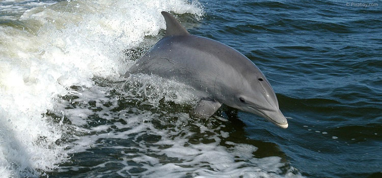 6. Delfine beobachten