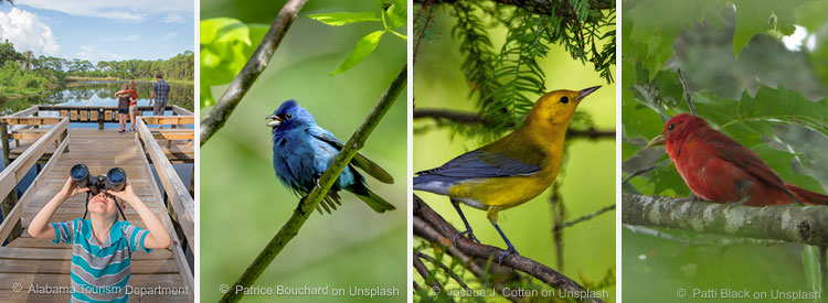 Alabama Year of Birding: So viele kunterbunte Vogelarten