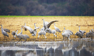 Festival of the Cranes, Decatur
