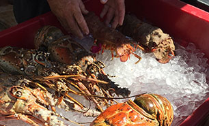Lobster Festival and Tournament