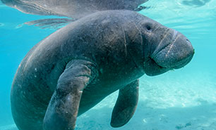 Florida Manatee Festival