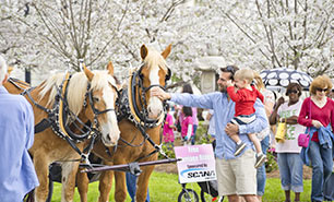 Intl. Cherry Blossom Festival, Macon