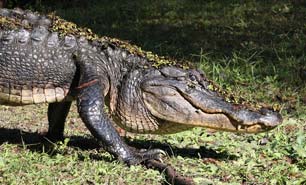 Swampfest in Waycross