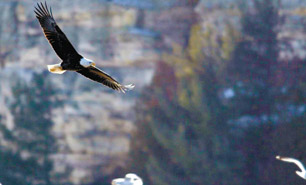 Eagle Watching Festivals