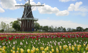 Tulip Festival – Holland 