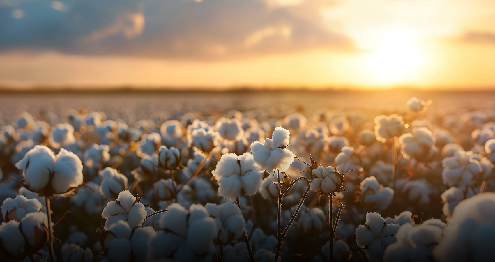 Baumwollfelder in Mississippi bei Sonnenaufgang