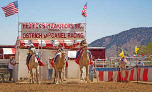 Virginia City Ostrich & Camel Race