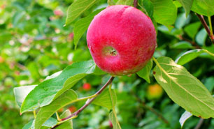 Äpfel aus York