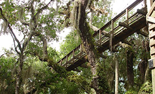 Treetop Trail