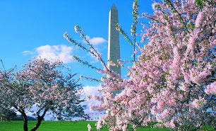 Cherry Blossom Festival