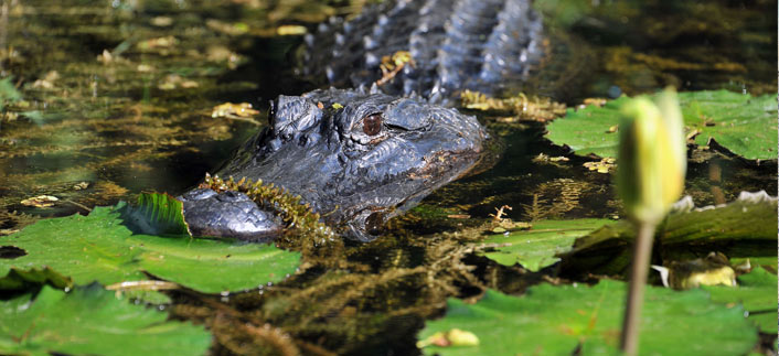 Alligator in den Everglades