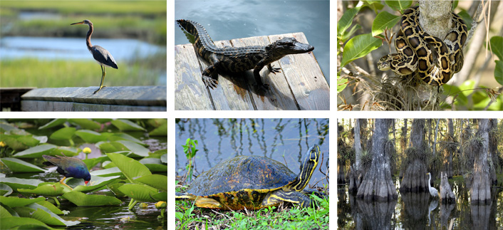 everglades_wildlife_textbild.jpg