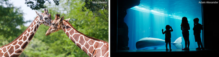 Shedd Aquarium und Lincoln Park Zoo.jpg