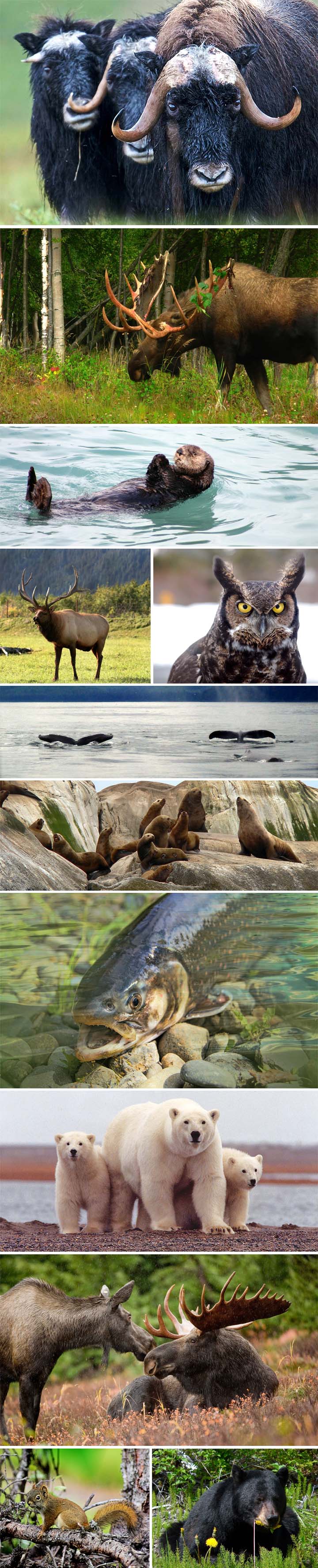 tiere-gesamt.jpg